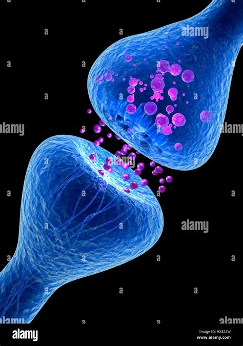 Synapse Ilustración De Un Equipo Sinapsis La Unión Entre Dos Neuronas