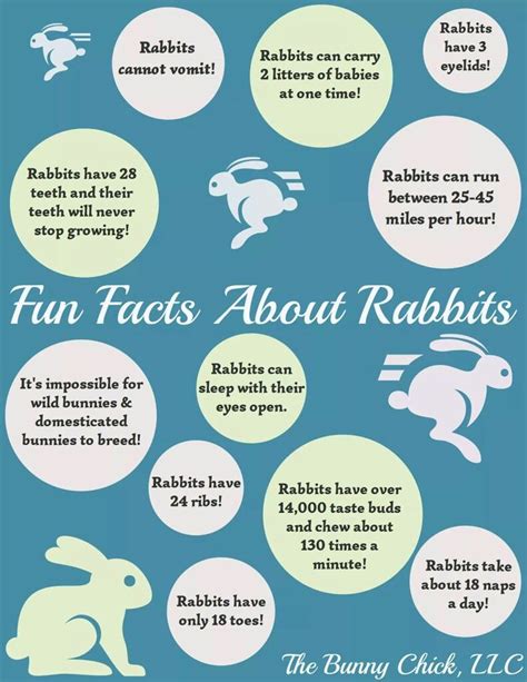 Bunny Facts Wild Bunny Rabbit Facts Bunny Care