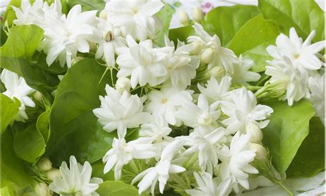 We did not find results for: Peacock Jasmine Flower for Indoor Growing in 2-Inch Pot ...