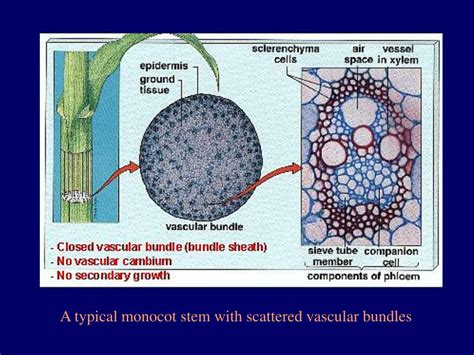 Ppt The Ground Meristem Produces Parenchyma Cells Of The Powerpoint