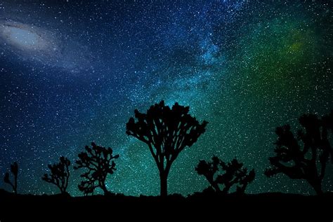 1170x2532px Free Download Hd Wallpaper Trees Under Starry Night