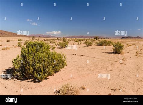 Sahara Desert Plants List