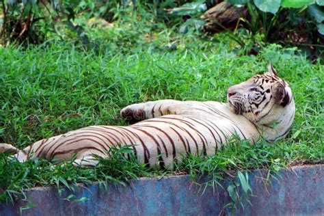 White Bengal Tiger Panthera Tigris Tigris Stock Photo Image Of Bengal