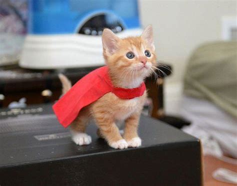 The Adventures Of Super Kitty Kittens Whiskers