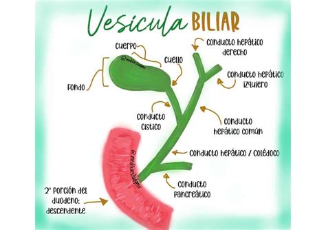 Anatomía de la vesícula biliar uDocz