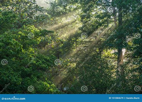 Foggy Morning Sun Rays Peeking Through Stock Image Image Of Green