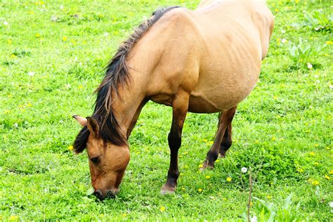Cholangiohepatitis In Horses Symptoms Causes Diagnosis Treatment