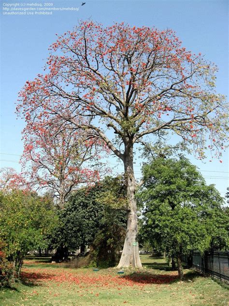 Closeup Of Blossoms Of Bombax Red Silk Cotton Tree Description From