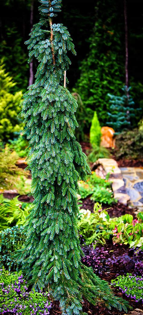 Bruns Weeping Serbian Spruce The Tree Center