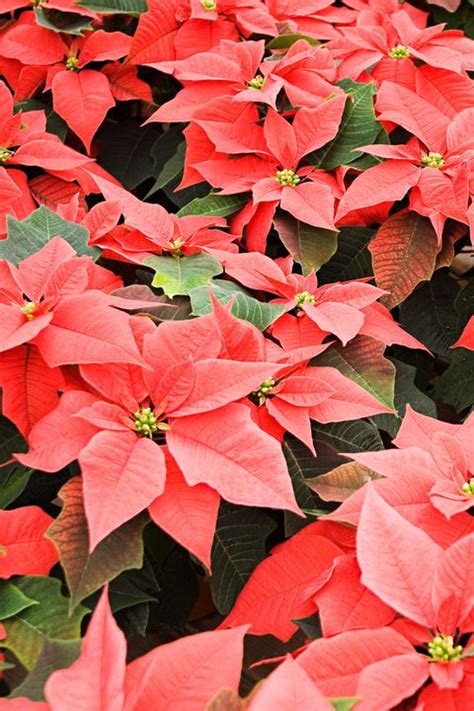 10 Best Christmas Plants How To Care For Christmas Flowers