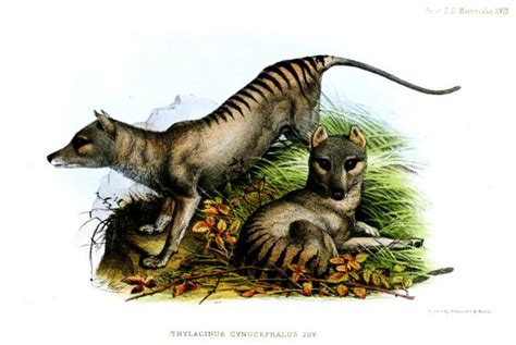 12 Facts About The Tasmanian Tigerwolf Mysterious