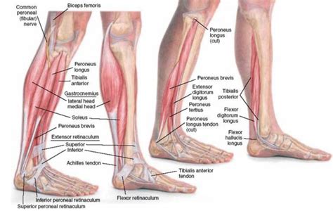 On the top of the foot are extensor tendons that help move your foot towards the front of the leg (dorsiflexion) there include. Developing Strength & Stability in the Foot, Ankle, and ...