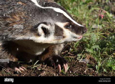 American Badger Digging Hi Res Stock Photography And Images Alamy
