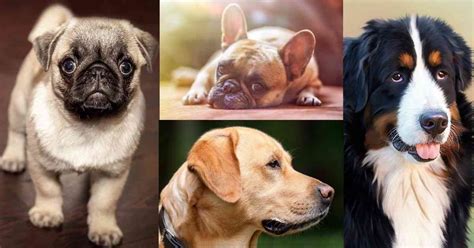 20 Good Dog Breeds For Children And Toddlers Walkerville Vet