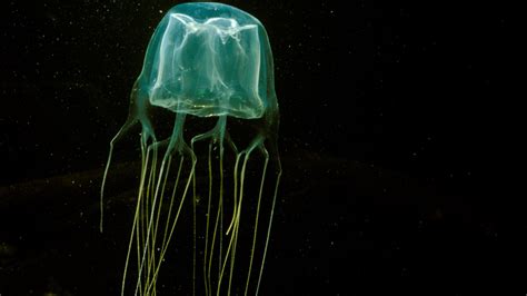 17 Year Old Dies After Being Stung By Box Jellyfish On Australian Beach