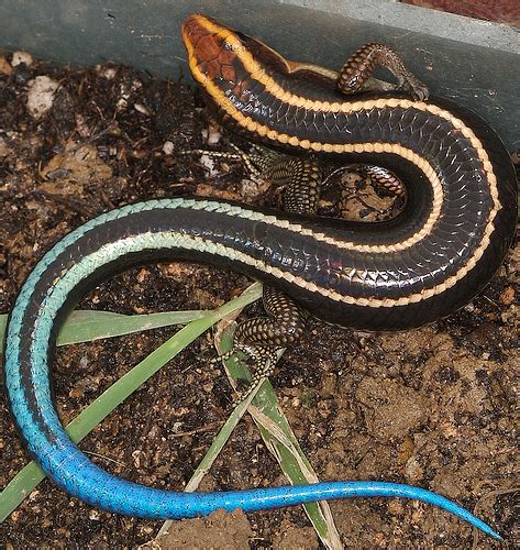 Blue Tailed Skink Facts Habitat Diet Life Cycle Baby