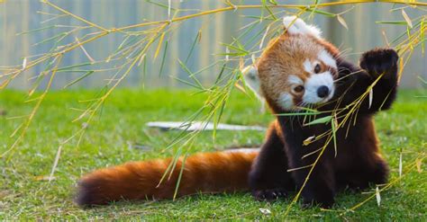 5 Reasons Giant Pandas Cant Get Enough Bamboo A Z Animals