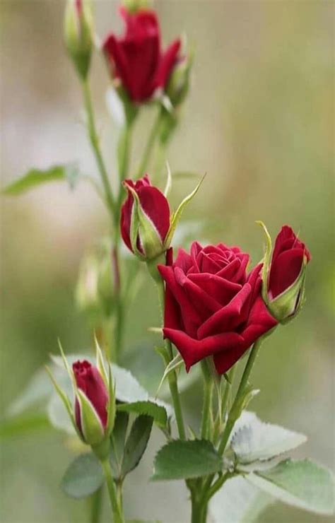 Pin By Ivanka Kostova On растения Beautiful Rose Flowers Beautiful