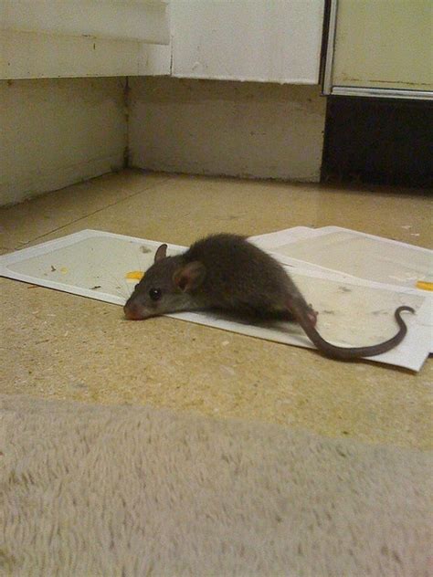 For more tips, check out and click pest control near me to visit the website. Trying to get rid of the rat problem! Do it yourself pest control for the individual. | Pest ...