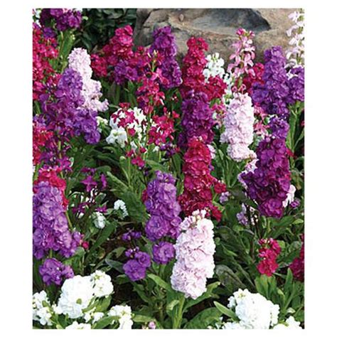 Buy Urban Terra Stock Flower Mix Seeds Online At Best Price Of Rs 89
