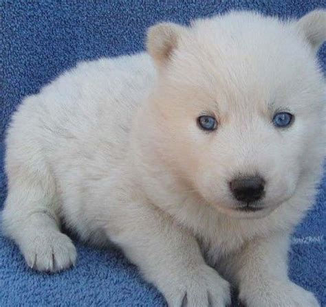 Purebred husky puppies goldenacresdogs com. 65 Very Beautiful White Siberian Husky Dog Pictures And Images