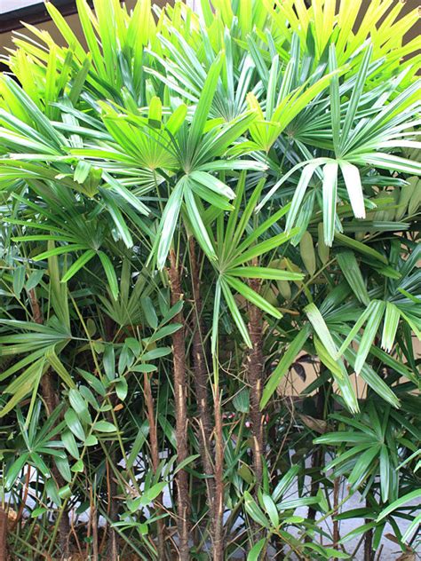 Clustering Lady Palm Tree Rhapis Excelsa Urban Tropicals
