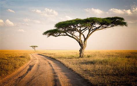 Serengeti Park Tanzania Savannah Two Lonely Trees, Dry Grass Desktop
