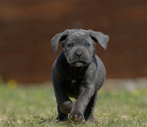 Blue kings is based in atlanta, cane corso breeders georgia but we have pups all over the world. Where buy cane corso puppies in Irving and breeders of ...
