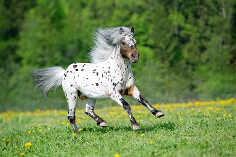 Miniature Horses As Pets Horsemans News