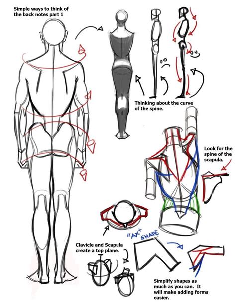 Pin De Lachanguilla En Anatomy Favs Tutorial De Anatomía