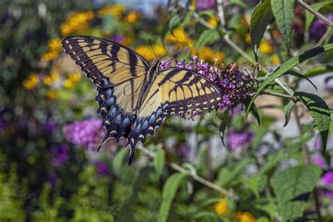 Papilio Glaucus Oriental Tigre Swallowtail Imagen De Archivo Imagen