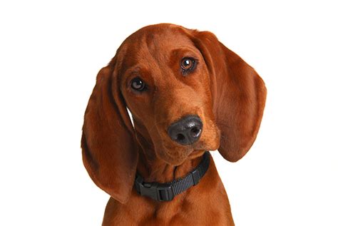 Redbone Coonhound Dog Breed Information Pictures Characteristics