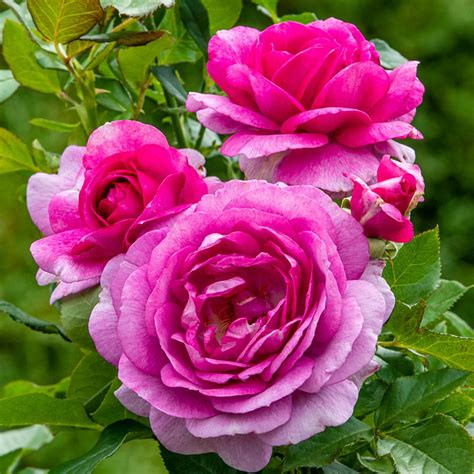Perfume Factory Hybrid Tea Rose Gurneys Seed And Nursery Co