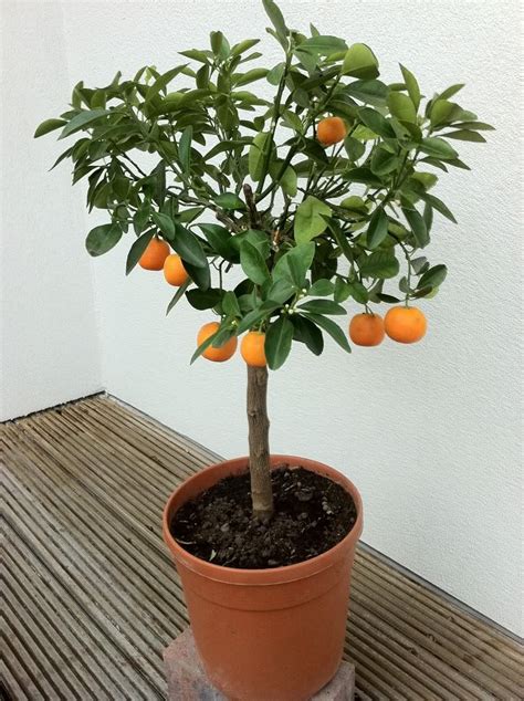Indoor Citrus Tree I Am Growing Lemon Indoors Growing Vegetables