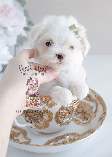 2 male parents are good family pets/working dogs. Toy Maltese For Sale at TeaCups Puppies South Florida ...