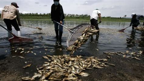 Contaminación Del Agua Perjuicios A La Pesca Por La Contaminación Del Agua