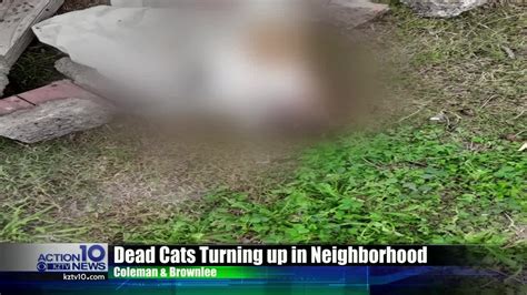 Neighbors Upset To Find Dead Cats On The Side Of The Road