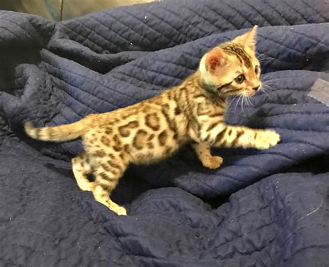 Bengal Cats For Sale Chicago Il 249002 Petzlover