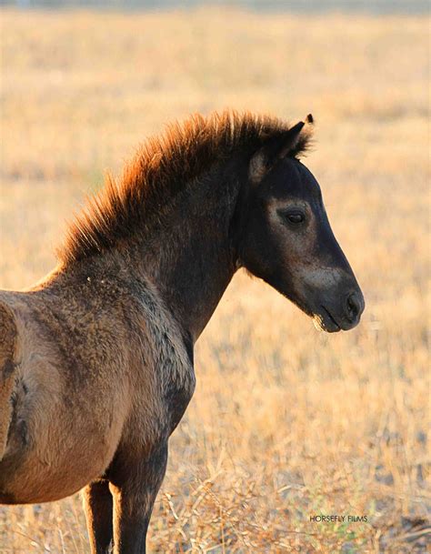 ALMOST EXTINCT! There are only 270 SKYROS HORSES left in the WORLD and ...