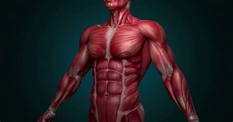 Músculos Do Corpo Humano Representam De 40 A 50