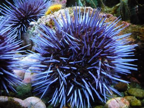 Purple Sea Urchin Purple Sea Urchin Purple Tomato Echinoderm Sea