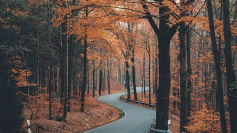 Download Wallpaper 1920x1080 Alley Road Trees Winding