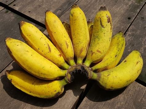 17 Types Of Bananas Different Varieties Insanely Good