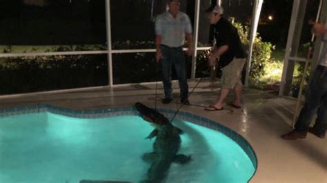 Alligator Takes A Swim In Couples Indoor Pool In Florida Us News
