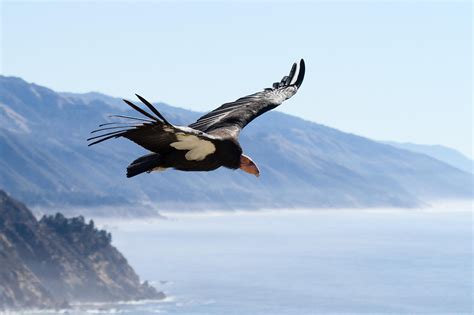 Chance To See Condors Worth The Trek To Pinnacles National Park San