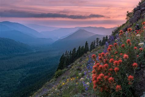 Wildflowers Are Starting To Bloom On Mount Hood And Its Glorious Oc