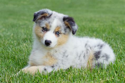 Red merle australian shepherd dogs have. 5 Awesome Australian Shepherd Facts - Petland Sarasota