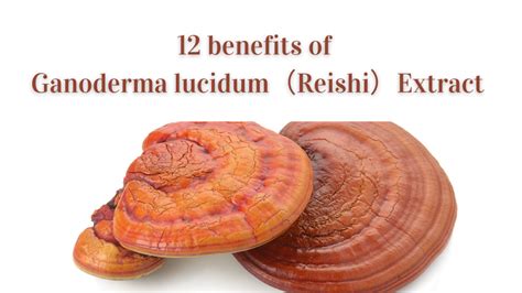 12 Benefits Of Ganoderma Lucidum（reishi）extract Herb Bio Herbal