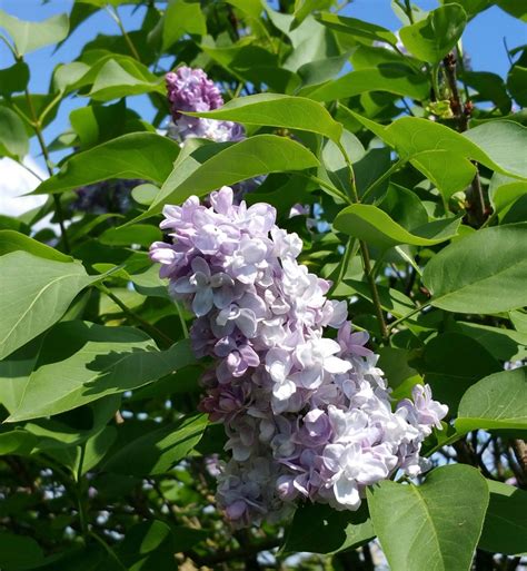 Vedi altri colori disponibili qui! Fiore di Lillà | Mostra mercato fiori e piante da giardino ...
