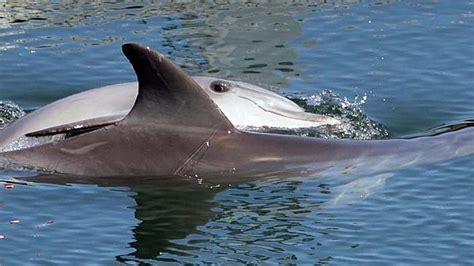 Port River Dolphins Make The Most Of Sunny Conditions Happily Showing